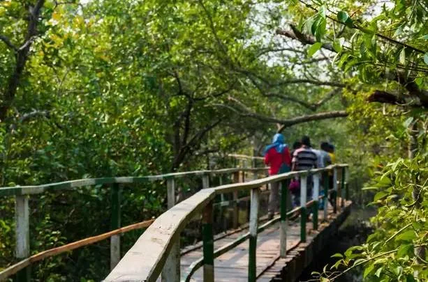 Sundarban Mangrove Forest Nature Walking