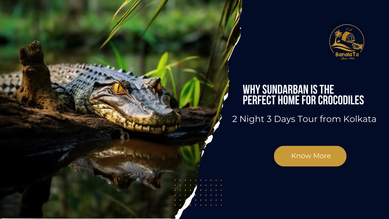 Why-Sundarban-is-the-Perfect-Home-for-Crocodiles